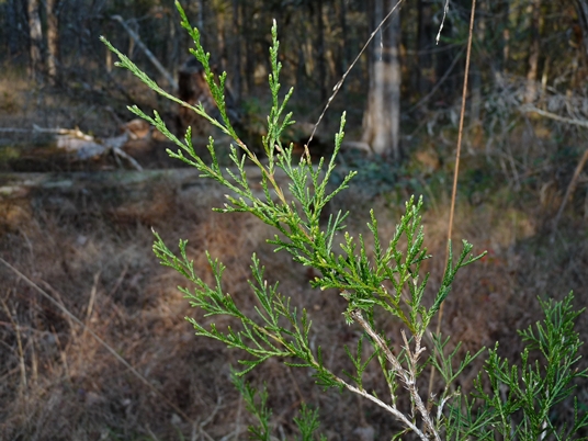 {Juniperus virginiana}